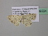  (Scopula AH14CaGh - BC ZSM Lep 39534)  @13 [ ] CreativeCommons - Attribution Non-Commercial Share-Alike (2011) Axel Hausmann/Bavarian State Collection of Zoology (ZSM) SNSB, Zoologische Staatssammlung Muenchen
