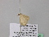  (Scopula AH15CaGh - BC ZSM Lep 39535)  @12 [ ] CreativeCommons - Attribution Non-Commercial Share-Alike (2011) Axel Hausmann/Bavarian State Collection of Zoology (ZSM) SNSB, Zoologische Staatssammlung Muenchen