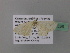  (Scopula AH16CaGh - BC ZSM Lep 39536)  @12 [ ] CreativeCommons - Attribution Non-Commercial Share-Alike (2011) Axel Hausmann/Bavarian State Collection of Zoology (ZSM) SNSB, Zoologische Staatssammlung Muenchen