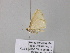  (Scopula AH17CaGh - BC ZSM Lep 39537)  @12 [ ] CreativeCommons - Attribution Non-Commercial Share-Alike (2011) Axel Hausmann/Bavarian State Collection of Zoology (ZSM) SNSB, Zoologische Staatssammlung Muenchen