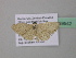  (Scopula AH20CaGh - BC ZSM Lep 39542)  @13 [ ] CreativeCommons - Attribution Non-Commercial Share-Alike (2011) Axel Hausmann/Bavarian State Collection of Zoology (ZSM) SNSB, Zoologische Staatssammlung Muenchen