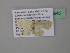  (Scopula AH21CaGh - BC ZSM Lep 39545)  @12 [ ] CreativeCommons - Attribution Non-Commercial Share-Alike (2011) Axel Hausmann/Bavarian State Collection of Zoology (ZSM) SNSB, Zoologische Staatssammlung Muenchen