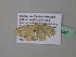  (Scopula AH23CaGh - BC ZSM Lep 39547)  @12 [ ] CreativeCommons - Attribution Non-Commercial Share-Alike (2011) Axel Hausmann/Bavarian State Collection of Zoology (ZSM) SNSB, Zoologische Staatssammlung Muenchen