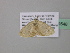  (Scopula AH24CaGh - BC ZSM Lep 39548)  @12 [ ] CreativeCommons - Attribution Non-Commercial Share-Alike (2011) Axel Hausmann/Bavarian State Collection of Zoology (ZSM) SNSB, Zoologische Staatssammlung Muenchen