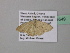  (Scopula AH25CaGh - BC ZSM Lep 39549)  @13 [ ] CreativeCommons - Attribution Non-Commercial Share-Alike (2011) Axel Hausmann/Bavarian State Collection of Zoology (ZSM) SNSB, Zoologische Staatssammlung Muenchen
