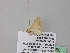  (Scopula AH26CaGh - BC ZSM Lep 39550)  @12 [ ] CreativeCommons - Attribution Non-Commercial Share-Alike (2011) Axel Hausmann/Bavarian State Collection of Zoology (ZSM) SNSB, Zoologische Staatssammlung Muenchen