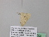  (Scopula AH28CaGh - BC ZSM Lep 39552)  @12 [ ] CreativeCommons - Attribution Non-Commercial Share-Alike (2011) Axel Hausmann/Bavarian State Collection of Zoology (ZSM) SNSB, Zoologische Staatssammlung Muenchen