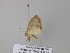  (Scopula AH29CaGh - BC ZSM Lep 39553)  @12 [ ] CreativeCommons - Attribution Non-Commercial Share-Alike (2011) Axel Hausmann/Bavarian State Collection of Zoology (ZSM) SNSB, Zoologische Staatssammlung Muenchen
