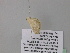  (Scopula AH30CaGh - BC ZSM Lep 39554)  @12 [ ] CreativeCommons - Attribution Non-Commercial Share-Alike (2011) Axel Hausmann/Bavarian State Collection of Zoology (ZSM) SNSB, Zoologische Staatssammlung Muenchen