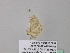  (Scopula AH31CaGh - BC ZSM Lep 39555)  @12 [ ] CreativeCommons - Attribution Non-Commercial Share-Alike (2011) Axel Hausmann/Bavarian State Collection of Zoology (ZSM) SNSB, Zoologische Staatssammlung Muenchen