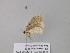  (Scopula AH37CaGh - BC ZSM Lep 39562)  @12 [ ] CreativeCommons - Attribution Non-Commercial Share-Alike (2011) Axel Hausmann/Bavarian State Collection of Zoology (ZSM) SNSB, Zoologische Staatssammlung Muenchen