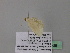  (Scopula AH42CaGh - BC ZSM Lep 39568)  @11 [ ] CreativeCommons - Attribution Non-Commercial Share-Alike (2011) Axel Hausmann/Bavarian State Collection of Zoology (ZSM) SNSB, Zoologische Staatssammlung Muenchen