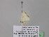  (Scopula AH44CaGh - BC ZSM Lep 39570)  @11 [ ] CreativeCommons - Attribution Non-Commercial Share-Alike (2011) Axel Hausmann/Bavarian State Collection of Zoology (ZSM) SNSB, Zoologische Staatssammlung Muenchen