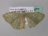  (Somatina AH01GhCa - BC ZSM Lep 39574)  @13 [ ] CreativeCommons - Attribution Non-Commercial Share-Alike (2011) Axel Hausmann/Bavarian State Collection of Zoology (ZSM) SNSB, Zoologische Staatssammlung Muenchen