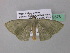  ( - BC ZSM Lep 39576)  @13 [ ] CreativeCommons - Attribution Non-Commercial Share-Alike (2011) Axel Hausmann/Bavarian State Collection of Zoology (ZSM) SNSB, Zoologische Staatssammlung Muenchen
