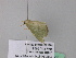  ( - BC ZSM Lep 39581)  @12 [ ] CreativeCommons - Attribution Non-Commercial Share-Alike (2011) Axel Hausmann/Bavarian State Collection of Zoology (ZSM) SNSB, Zoologische Staatssammlung Muenchen