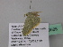  ( - BC ZSM Lep 39585)  @12 [ ] CreativeCommons - Attribution Non-Commercial Share-Alike (2011) Axel Hausmann/Bavarian State Collection of Zoology (ZSM) SNSB, Zoologische Staatssammlung Muenchen