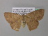  ( - BC ZSM Lep 39598)  @13 [ ] CreativeCommons - Attribution Non-Commercial Share-Alike (2011) Axel Hausmann/Bavarian State Collection of Zoology (ZSM) SNSB, Zoologische Staatssammlung Muenchen