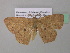  ( - BC ZSM Lep 39599)  @13 [ ] CreativeCommons - Attribution Non-Commercial Share-Alike (2011) Axel Hausmann/Bavarian State Collection of Zoology (ZSM) SNSB, Zoologische Staatssammlung Muenchen