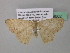  (Anisodes diplosticta - BC ZSM Lep 39602)  @14 [ ] CreativeCommons - Attribution Non-Commercial Share-Alike (2011) Axel Hausmann/Bavarian State Collection of Zoology (ZSM) SNSB, Zoologische Staatssammlung Muenchen