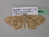  (Scopula AH45CaGh - BC ZSM Lep 39606)  @13 [ ] CreativeCommons - Attribution Non-Commercial Share-Alike (2011) Axel Hausmann/Bavarian State Collection of Zoology (ZSM) SNSB, Zoologische Staatssammlung Muenchen