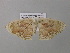  (Somatina syneorusAH01CaGh - BC ZSM Lep 39610)  @13 [ ] CreativeCommons - Attribution Non-Commercial Share-Alike (2011) Axel Hausmann/Bavarian State Collection of Zoology (ZSM) SNSB, Zoologische Staatssammlung Muenchen