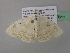  (Somatina syneorusAH02CaGh - BC ZSM Lep 39611)  @12 [ ] CreativeCommons - Attribution Non-Commercial Share-Alike (2011) Axel Hausmann/Bavarian State Collection of Zoology (ZSM) SNSB, Zoologische Staatssammlung Muenchen
