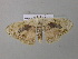  ( - BC ZSM Lep 39613)  @13 [ ] CreativeCommons - Attribution Non-Commercial Share-Alike (2011) Axel Hausmann/Bavarian State Collection of Zoology (ZSM) SNSB, Zoologische Staatssammlung Muenchen