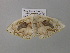  ( - BC ZSM Lep 39614)  @12 [ ] CreativeCommons - Attribution Non-Commercial Share-Alike (2011) Axel Hausmann/Bavarian State Collection of Zoology (ZSM) SNSB, Zoologische Staatssammlung Muenchen