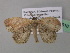  ( - BC ZSM Lep 39616)  @13 [ ] CreativeCommons - Attribution Non-Commercial Share-Alike (2011) Axel Hausmann/Bavarian State Collection of Zoology (ZSM) SNSB, Zoologische Staatssammlung Muenchen