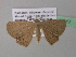  ( - BC ZSM Lep 39617)  @13 [ ] CreativeCommons - Attribution Non-Commercial Share-Alike (2011) Axel Hausmann/Bavarian State Collection of Zoology (ZSM) SNSB, Zoologische Staatssammlung Muenchen