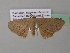  ( - BC ZSM Lep 39618)  @13 [ ] CreativeCommons - Attribution Non-Commercial Share-Alike (2011) Axel Hausmann/Bavarian State Collection of Zoology (ZSM) SNSB, Zoologische Staatssammlung Muenchen