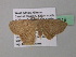  ( - BC ZSM Lep 39619)  @13 [ ] CreativeCommons - Attribution Non-Commercial Share-Alike (2011) Axel Hausmann/Bavarian State Collection of Zoology (ZSM) SNSB, Zoologische Staatssammlung Muenchen