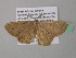  ( - BC ZSM Lep 39620)  @13 [ ] CreativeCommons - Attribution Non-Commercial Share-Alike (2011) Axel Hausmann/Bavarian State Collection of Zoology (ZSM) SNSB, Zoologische Staatssammlung Muenchen