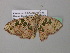  ( - BC ZSM Lep 39626)  @13 [ ] CreativeCommons - Attribution Non-Commercial Share-Alike (2011) Axel Hausmann/Bavarian State Collection of Zoology (ZSM) SNSB, Zoologische Staatssammlung Muenchen