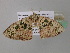  ( - BC ZSM Lep 39627)  @13 [ ] CreativeCommons - Attribution Non-Commercial Share-Alike (2011) Axel Hausmann/Bavarian State Collection of Zoology (ZSM) SNSB, Zoologische Staatssammlung Muenchen