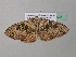  ( - BC ZSM Lep 39628)  @13 [ ] CreativeCommons - Attribution Non-Commercial Share-Alike (2011) Axel Hausmann/Bavarian State Collection of Zoology (ZSM) SNSB, Zoologische Staatssammlung Muenchen