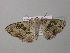 ( - BC ZSM Lep 39629)  @12 [ ] CreativeCommons - Attribution Non-Commercial Share-Alike (2011) Axel Hausmann/Bavarian State Collection of Zoology (ZSM) SNSB, Zoologische Staatssammlung Muenchen