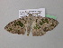  ( - BC ZSM Lep 39630)  @12 [ ] CreativeCommons - Attribution Non-Commercial Share-Alike (2011) Axel Hausmann/Bavarian State Collection of Zoology (ZSM) SNSB, Zoologische Staatssammlung Muenchen