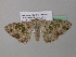  ( - BC ZSM Lep 39631)  @12 [ ] CreativeCommons - Attribution Non-Commercial Share-Alike (2011) Axel Hausmann/Bavarian State Collection of Zoology (ZSM) SNSB, Zoologische Staatssammlung Muenchen