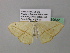  ( - BC ZSM Lep 39632)  @13 [ ] CreativeCommons - Attribution Non-Commercial Share-Alike (2011) Axel Hausmann/Bavarian State Collection of Zoology (ZSM) SNSB, Zoologische Staatssammlung Muenchen