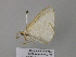  ( - BC ZSM Lep 39633)  @13 [ ] CreativeCommons - Attribution Non-Commercial Share-Alike (2011) Axel Hausmann/Bavarian State Collection of Zoology (ZSM) SNSB, Zoologische Staatssammlung Muenchen
