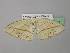  ( - BC ZSM Lep 39634)  @13 [ ] CreativeCommons - Attribution Non-Commercial Share-Alike (2011) Axel Hausmann/Bavarian State Collection of Zoology (ZSM) SNSB, Zoologische Staatssammlung Muenchen