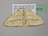  ( - BC ZSM Lep 39635)  @13 [ ] CreativeCommons - Attribution Non-Commercial Share-Alike (2011) Axel Hausmann/Bavarian State Collection of Zoology (ZSM) SNSB, Zoologische Staatssammlung Muenchen