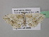  (Scopula AH47CaGh - BC ZSM Lep 39641)  @13 [ ] CreativeCommons - Attribution Non-Commercial Share-Alike (2011) Axel Hausmann/Bavarian State Collection of Zoology (ZSM) SNSB, Zoologische Staatssammlung Muenchen