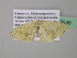  ( - BC ZSM Lep 39648)  @12 [ ] CreativeCommons - Attribution Non-Commercial Share-Alike (2011) Axel Hausmann/Bavarian State Collection of Zoology (ZSM) SNSB, Zoologische Staatssammlung Muenchen
