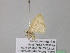  ( - BC ZSM Lep 39649)  @11 [ ] CreativeCommons - Attribution Non-Commercial Share-Alike (2011) Axel Hausmann/Bavarian State Collection of Zoology (ZSM) SNSB, Zoologische Staatssammlung Muenchen