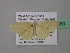  (Scopula AH50CaGh - BC ZSM Lep 39650)  @12 [ ] CreativeCommons - Attribution Non-Commercial Share-Alike (2011) Axel Hausmann/Bavarian State Collection of Zoology (ZSM) SNSB, Zoologische Staatssammlung Muenchen