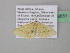  (Scopula AH49CaGh - BC ZSM Lep 39651)  @12 [ ] CreativeCommons - Attribution Non-Commercial Share-Alike (2011) Axel Hausmann/Bavarian State Collection of Zoology (ZSM) SNSB, Zoologische Staatssammlung Muenchen