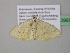  (Scopula AH51CaGh - BC ZSM Lep 39656)  @14 [ ] CreativeCommons - Attribution Non-Commercial Share-Alike (2011) Axel Hausmann/Bavarian State Collection of Zoology (ZSM) SNSB, Zoologische Staatssammlung Muenchen